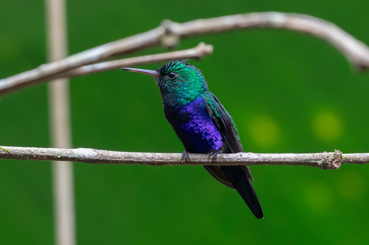 Violet-bellied Hummingbird - ML620137552