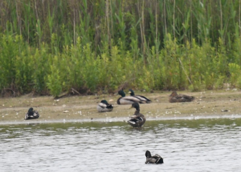 Common Eider - ML620137553