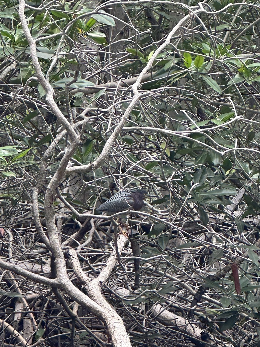 Green Heron - ML620137556