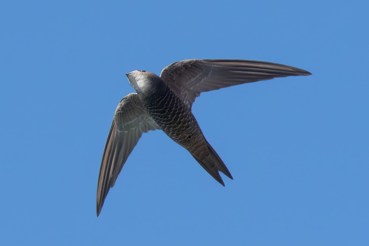 Pallid Swift - ML620137558