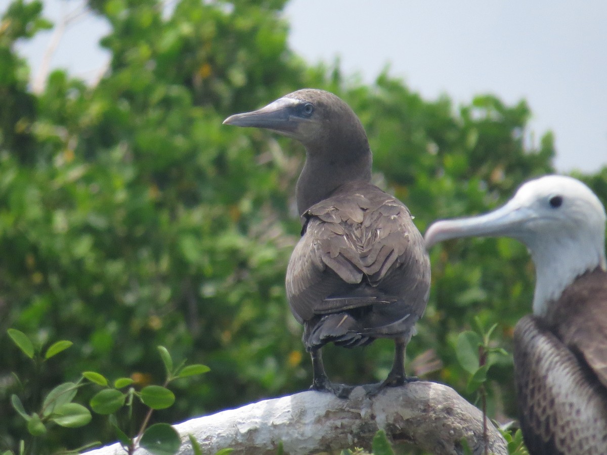 Brown Booby - ML620137560