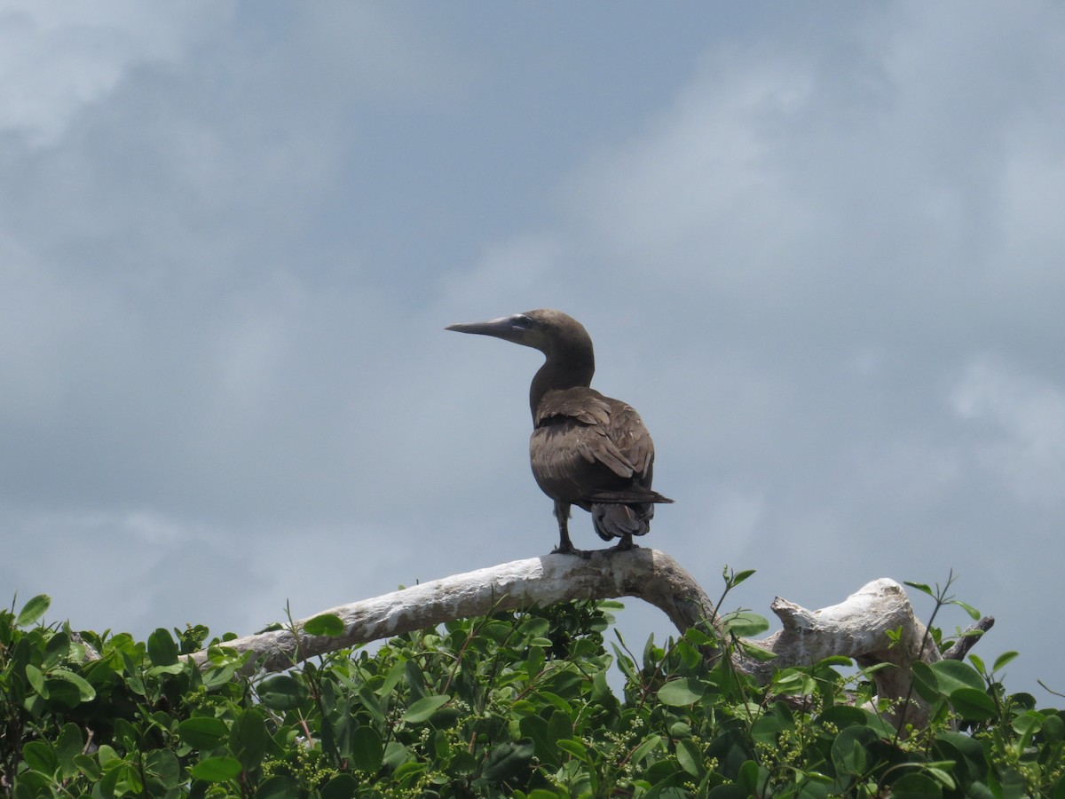Brown Booby - ML620137561