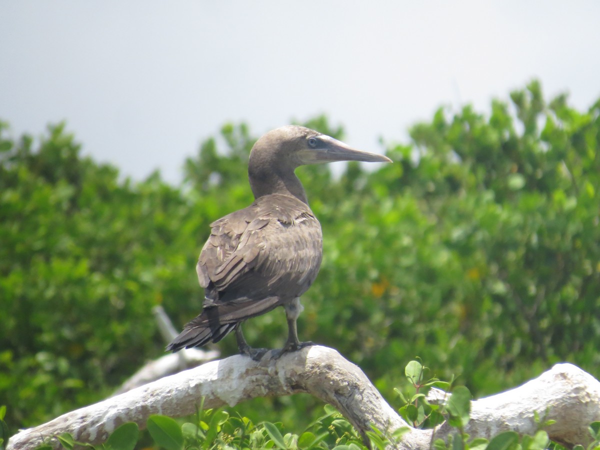 Brown Booby - ML620137562