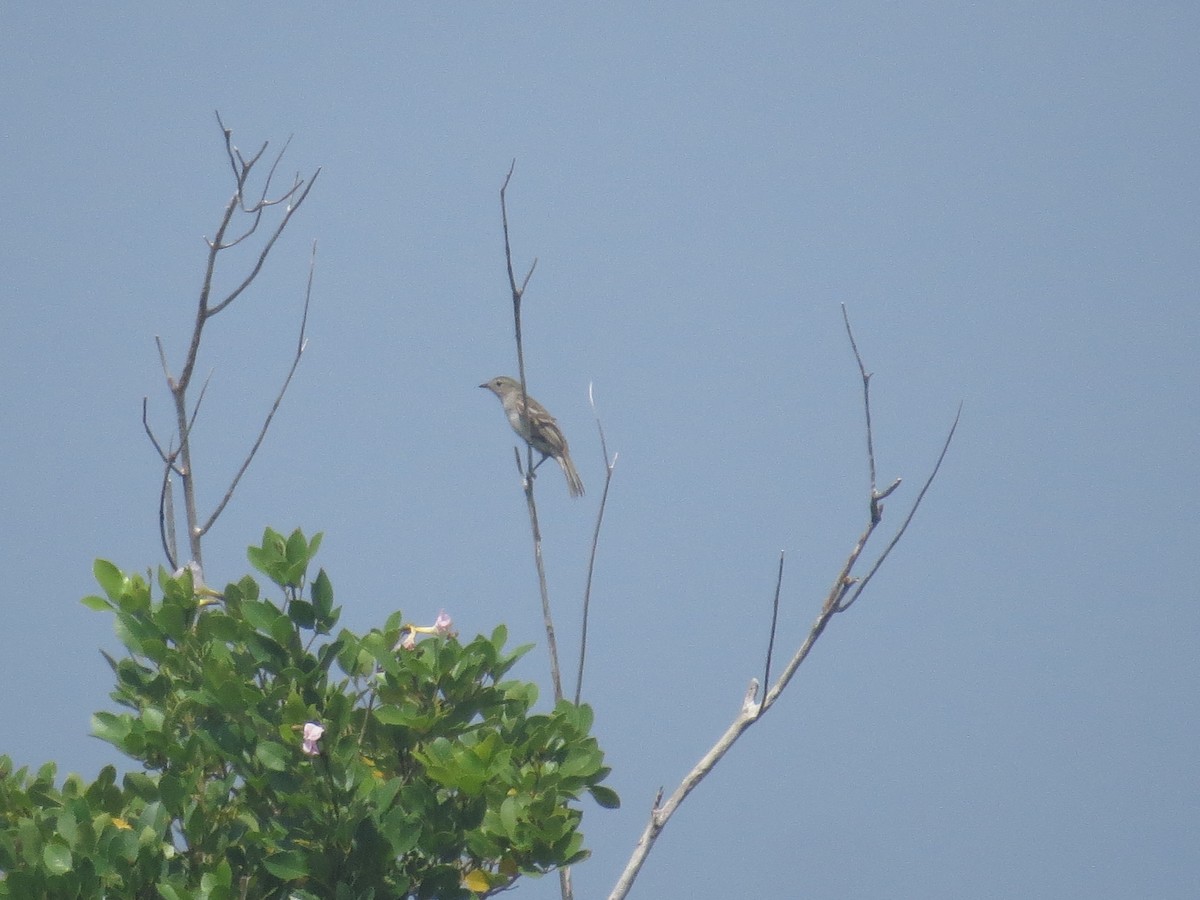 Caribbean Elaenia - ML620137573