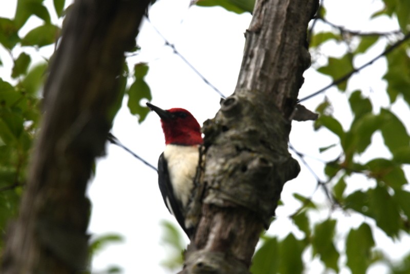 Red-headed Woodpecker - ML620137576