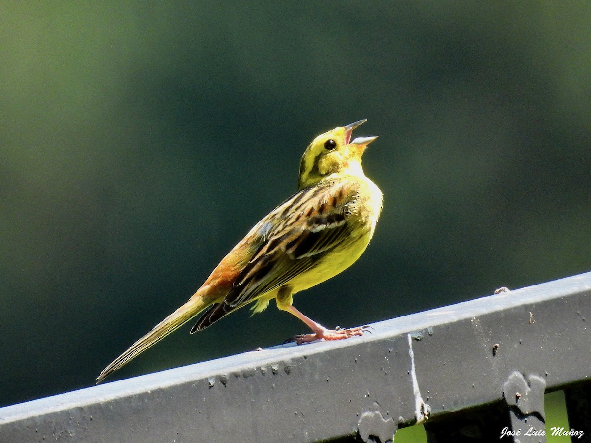 Yellowhammer - ML620137577