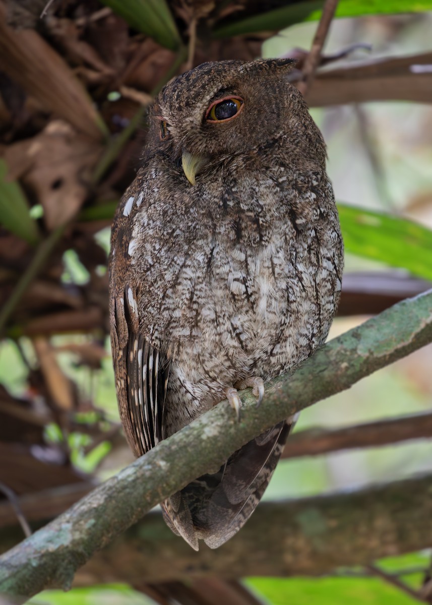 Choco Screech-Owl - ML620137581