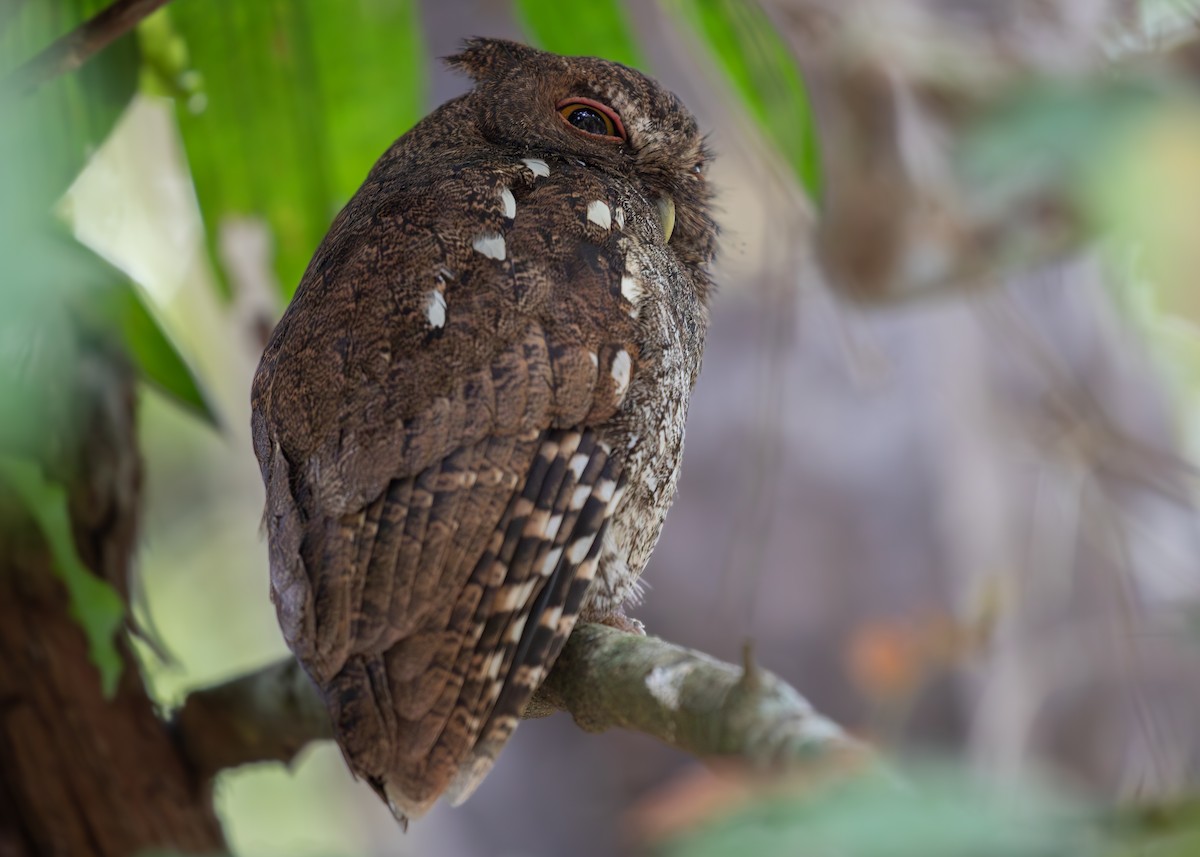 Choco Screech-Owl - Josanel Sugasti -photographyandbirdingtourspanama