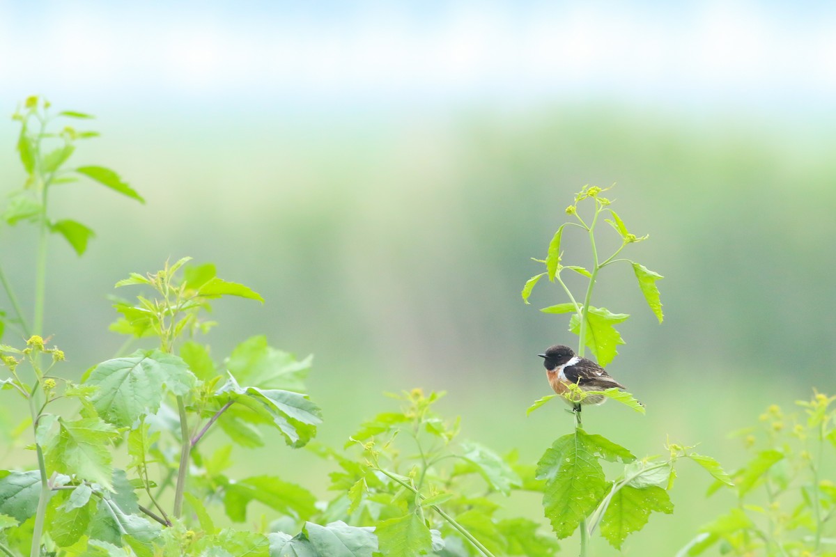 European Stonechat - ML620137592