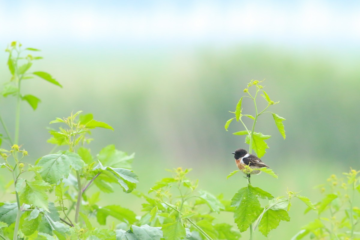 European Stonechat - ML620137592