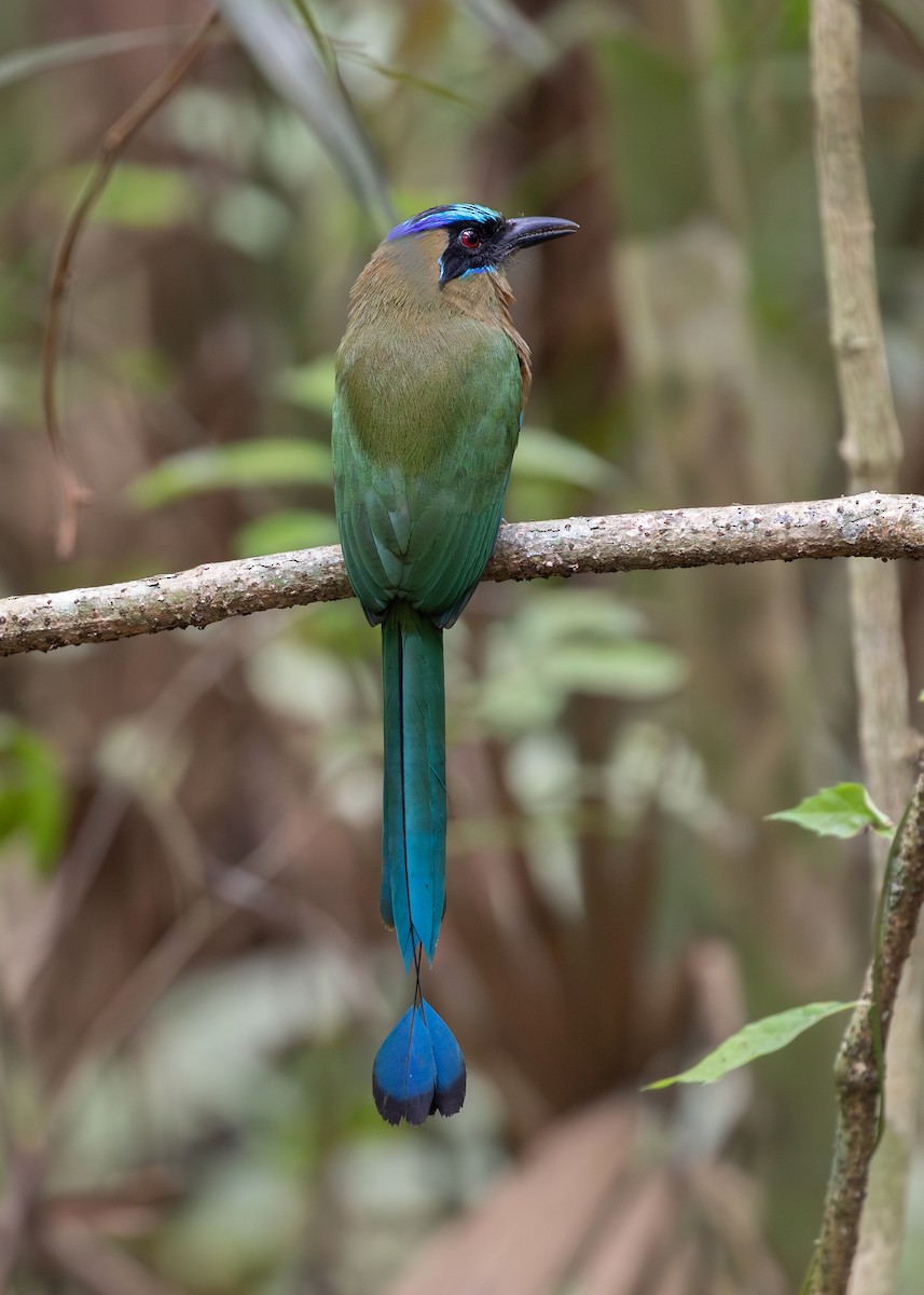 Rötelbauchmotmot - ML620137597