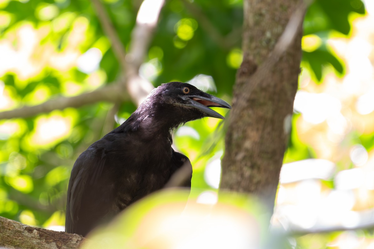 White-necked Crow - ML620137613