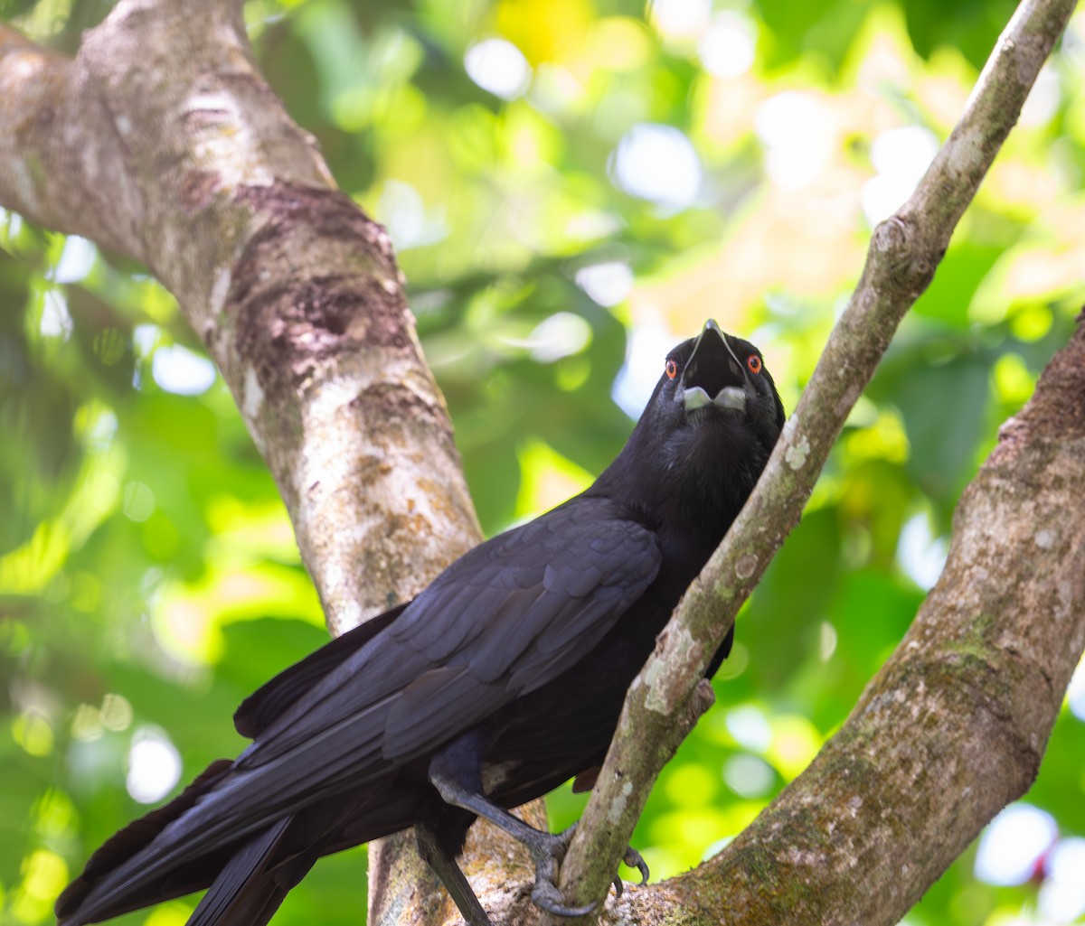 White-necked Crow - ML620137614