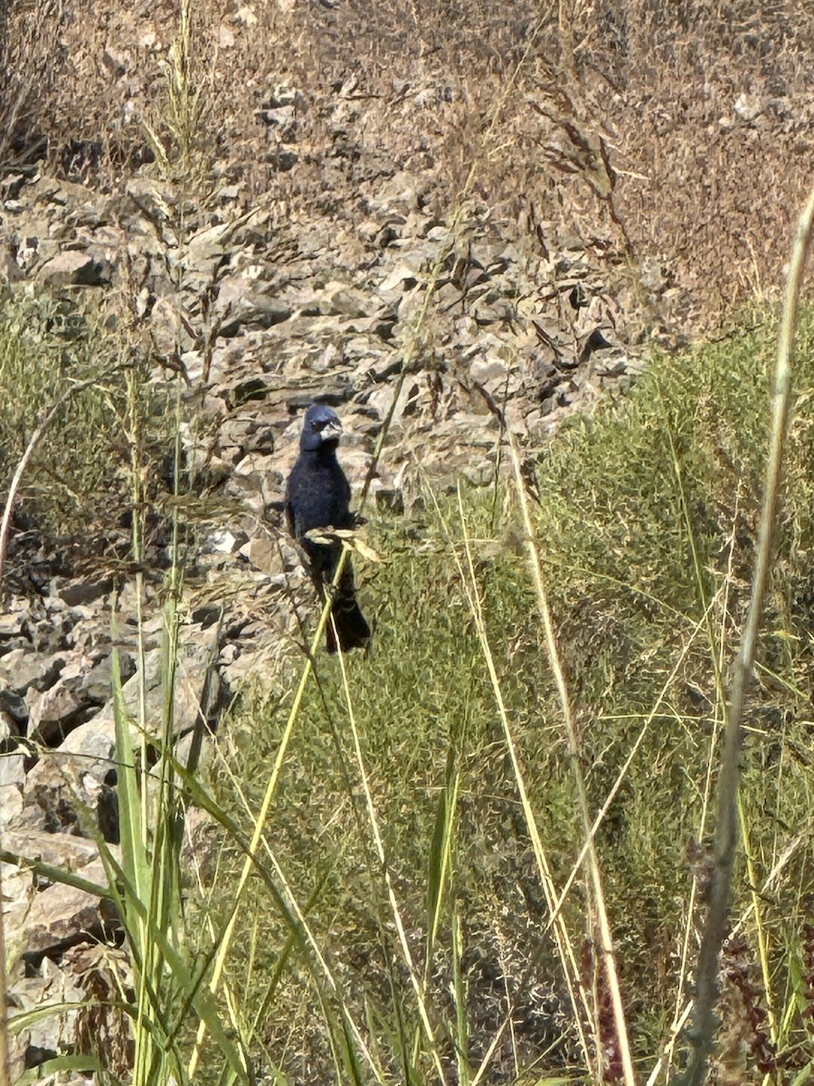 Blue Grosbeak - ML620137617