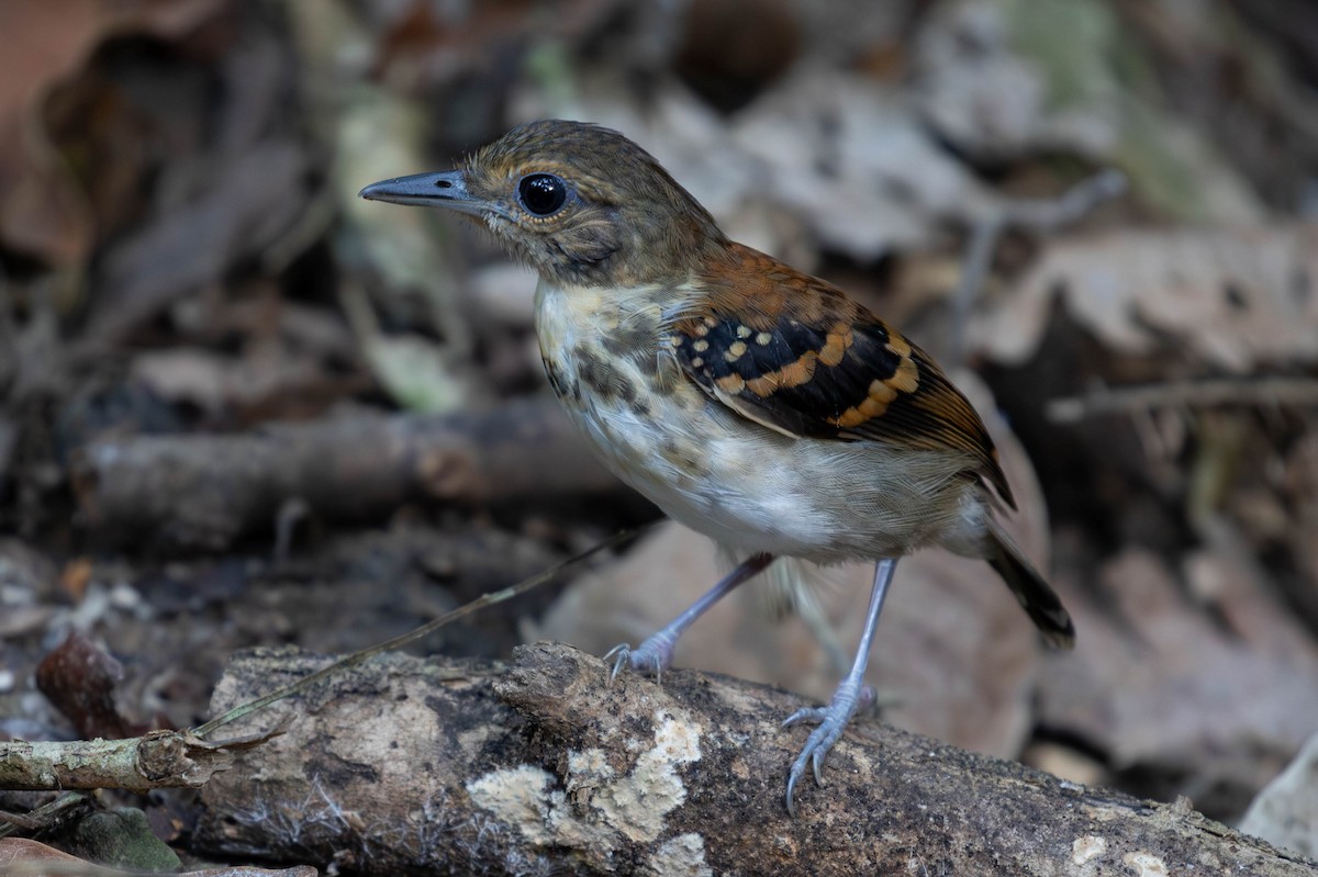 Spotted Antbird - ML620137621