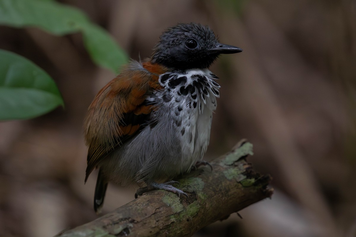 Spotted Antbird - ML620137624