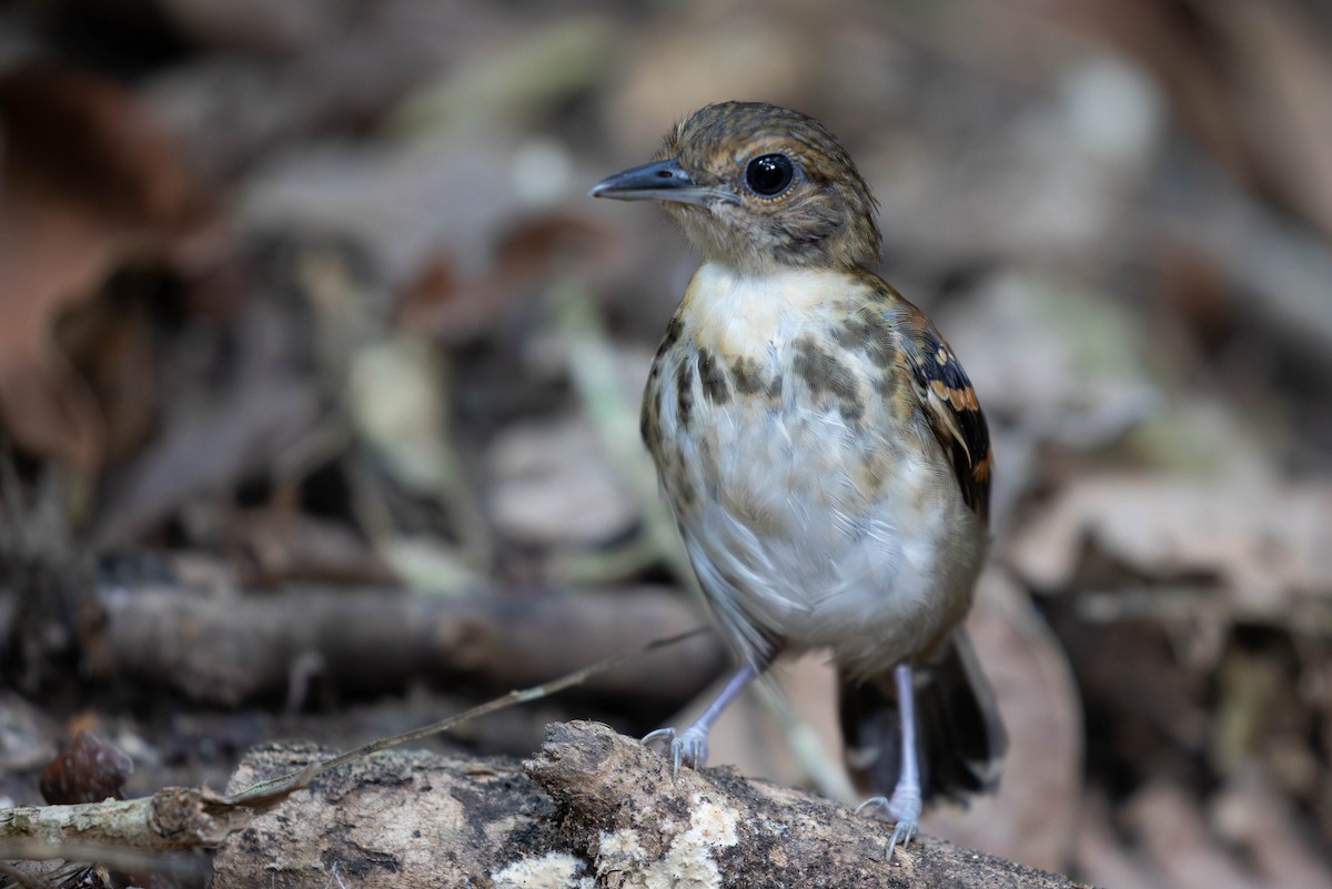 Spotted Antbird - Josanel Sugasti -photographyandbirdingtourspanama