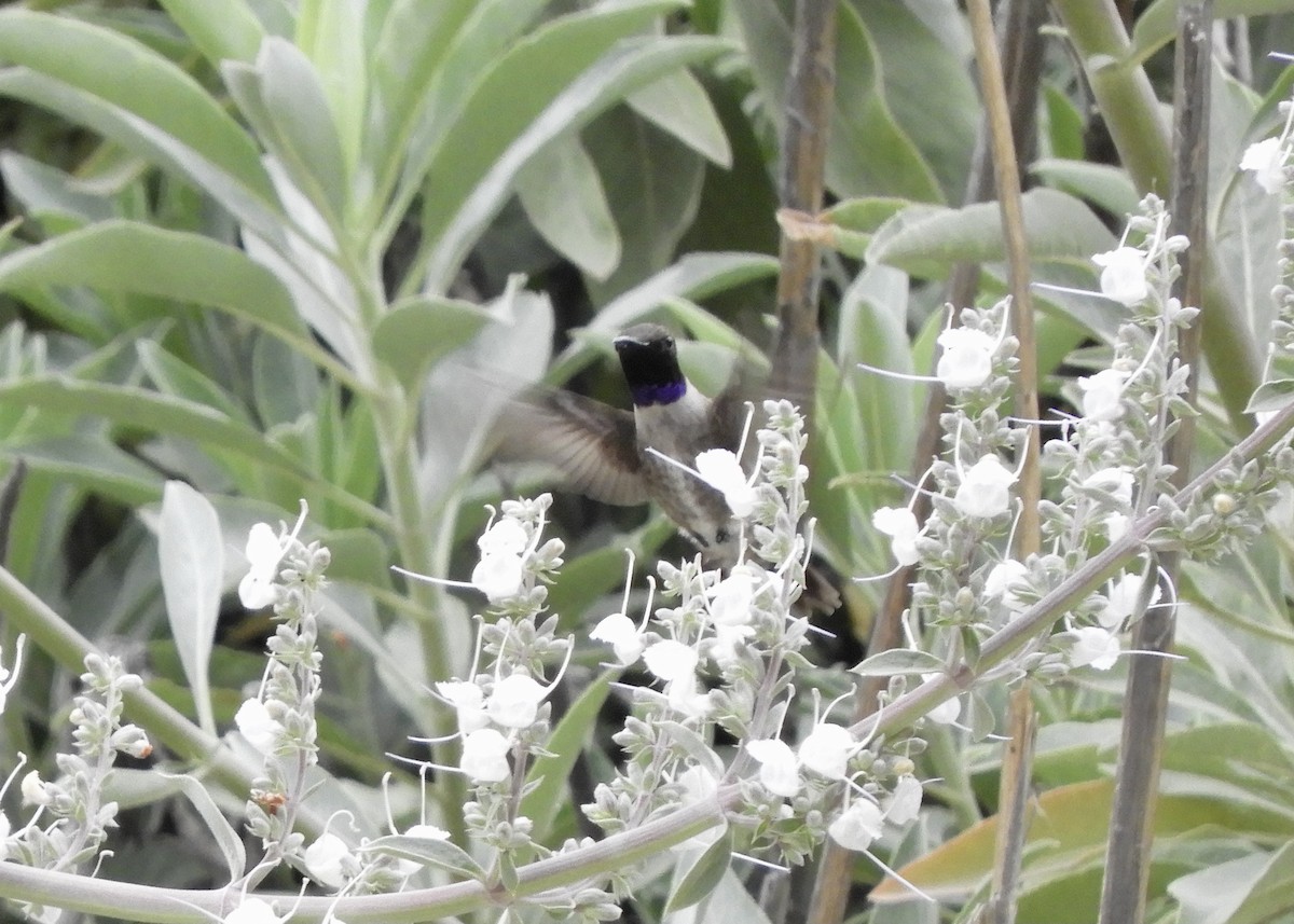 Kara Boğazlı Kolibri - ML620137627