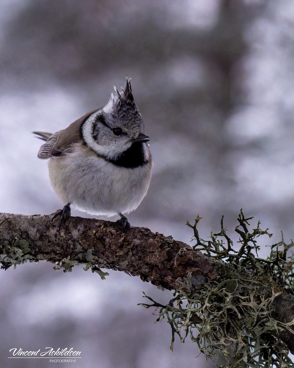 Crested Tit - ML620137628