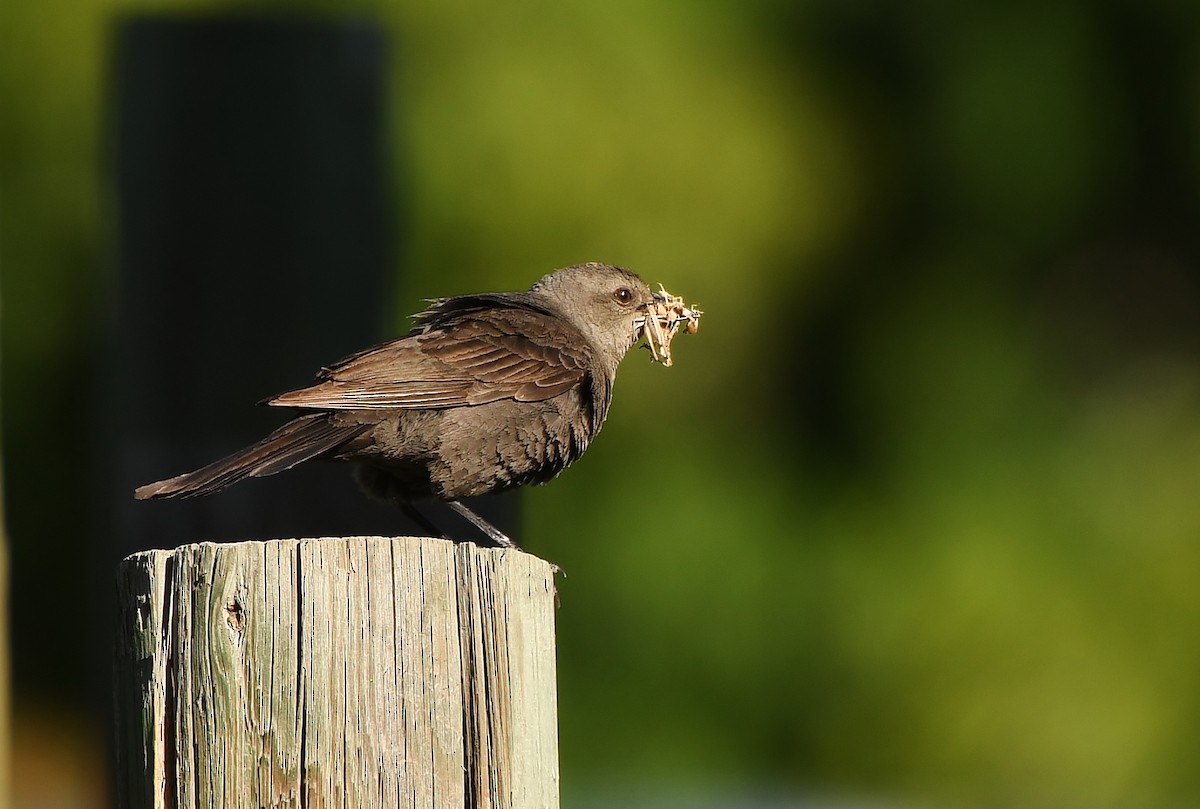 Brewer's Blackbird - ML620137629