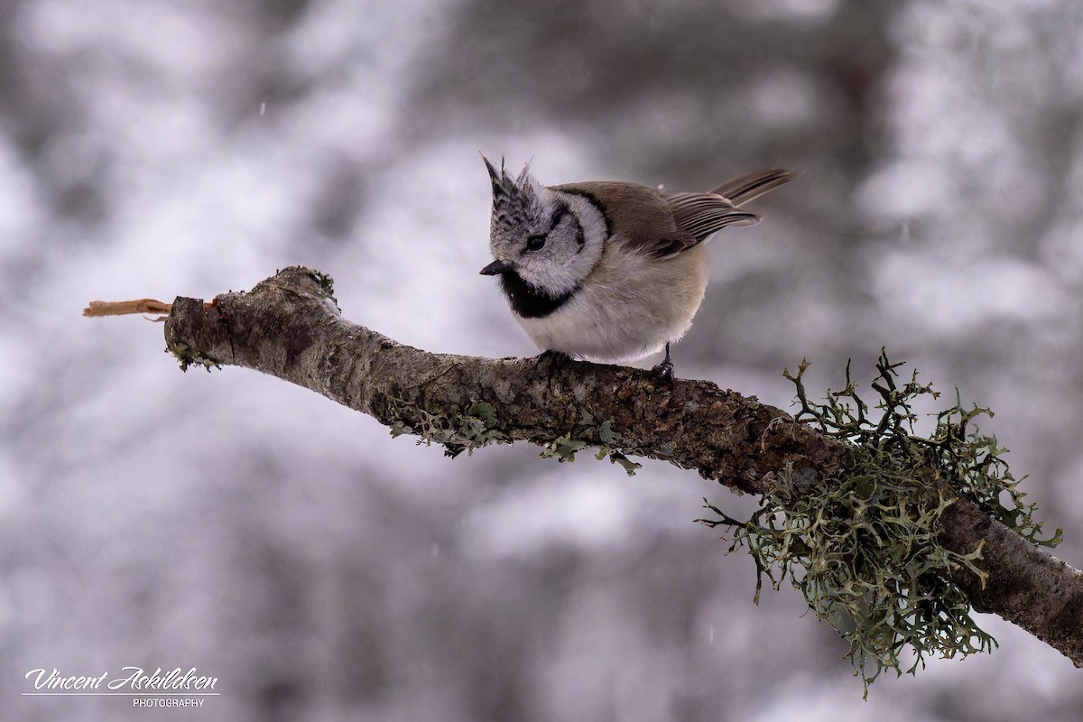 Crested Tit - ML620137631