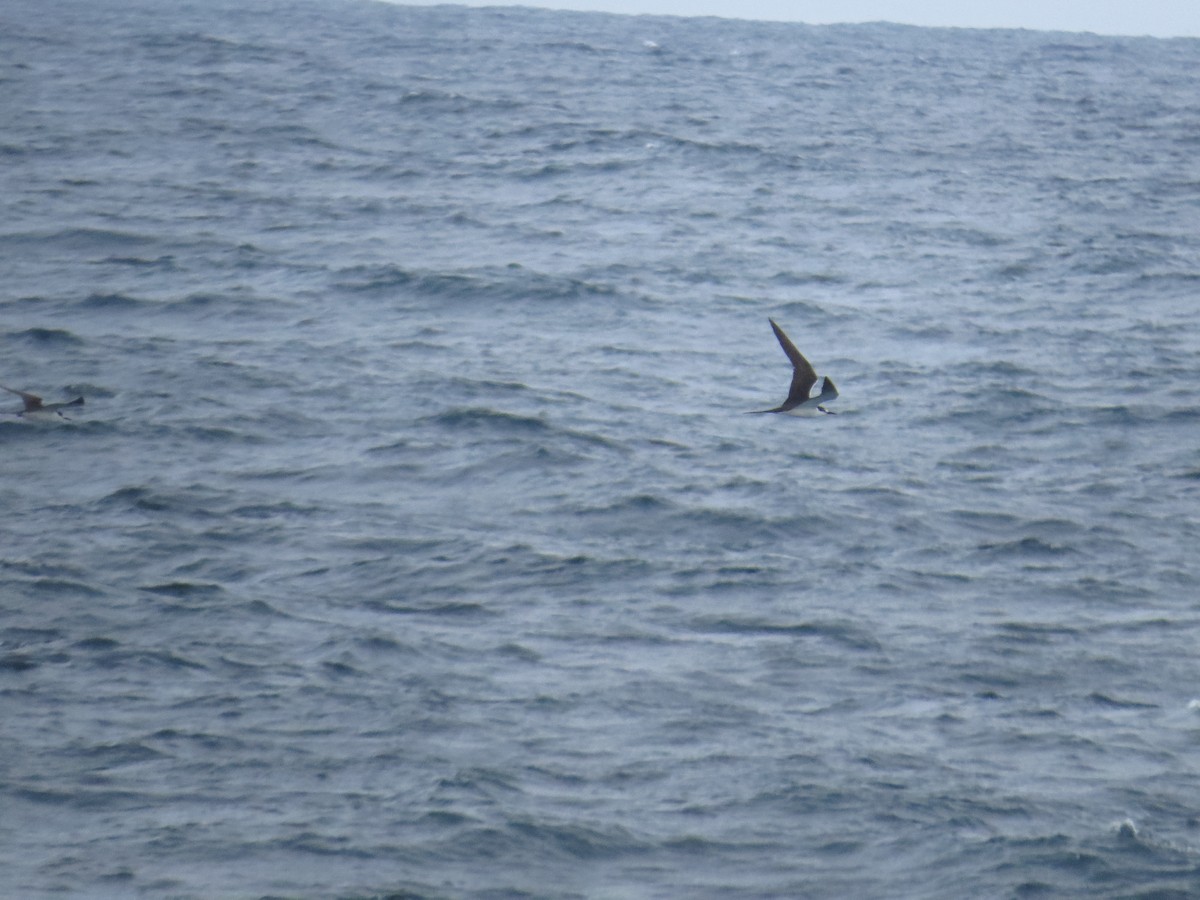 Rußseeschwalbe - ML620137659