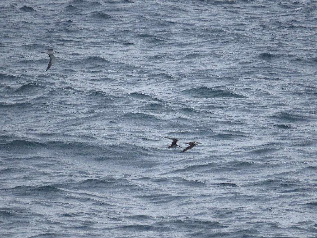 Sooty Tern - ML620137661