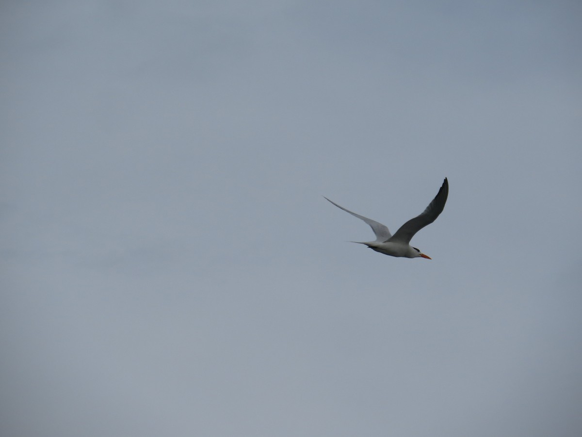 Royal Tern - ML620137666