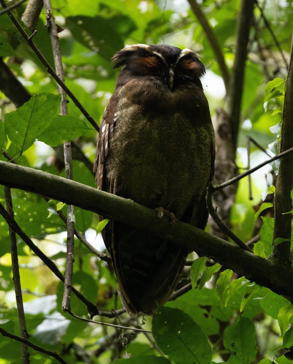 Crested Owl - ML620137667