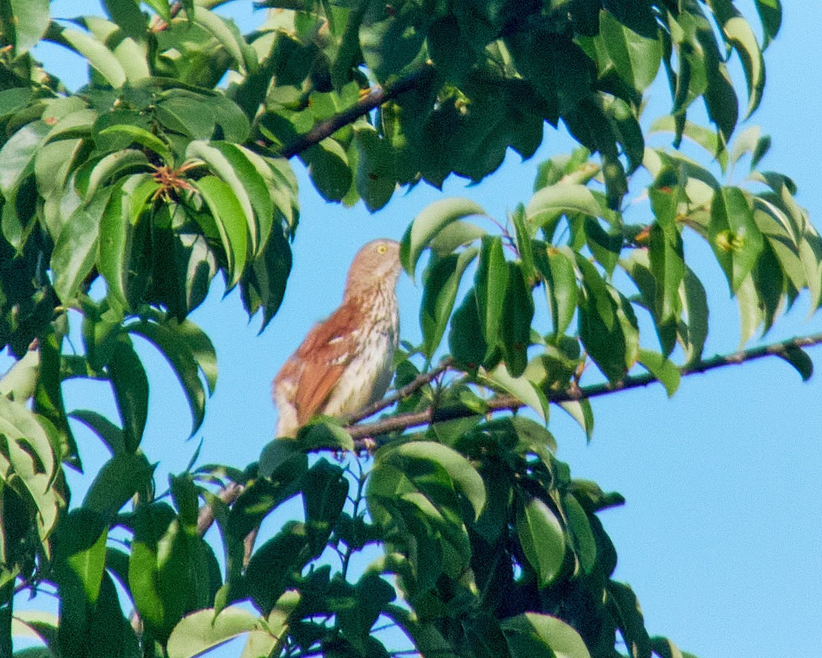 Brown Thrasher - ML620137681