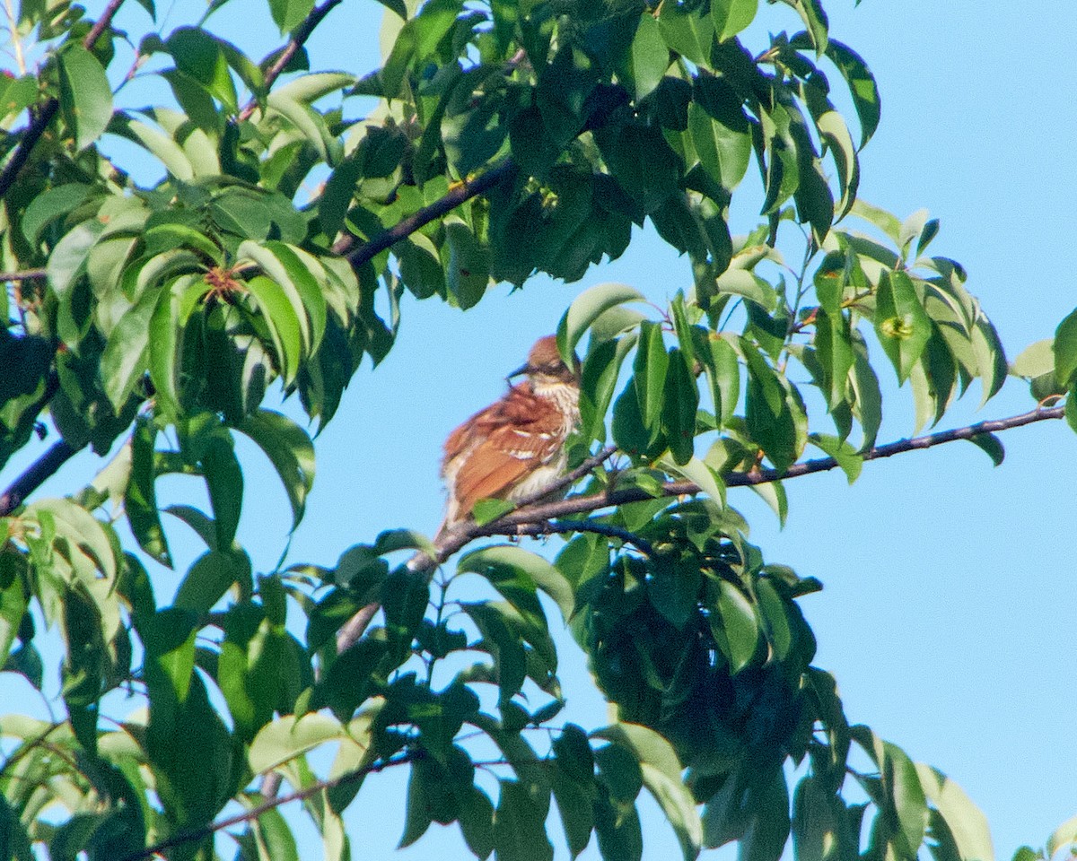 Brown Thrasher - ML620137682