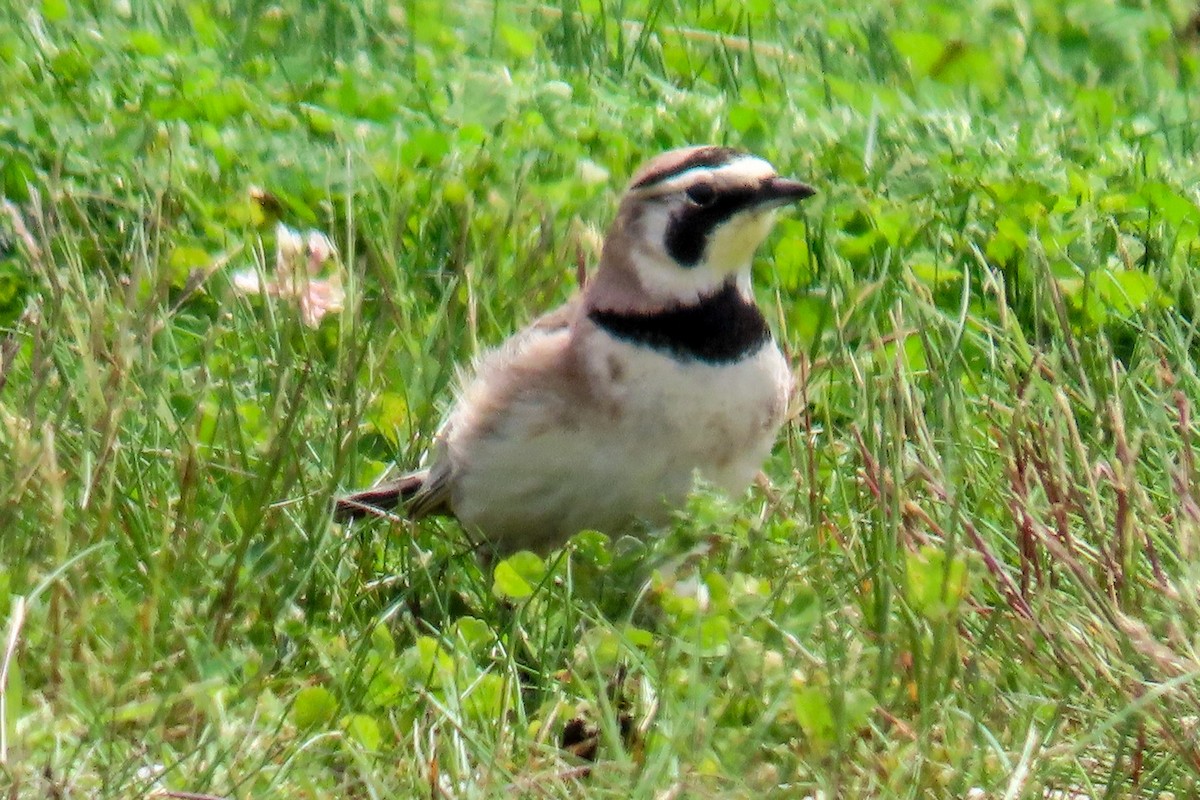 Horned Lark - Hope Huntington