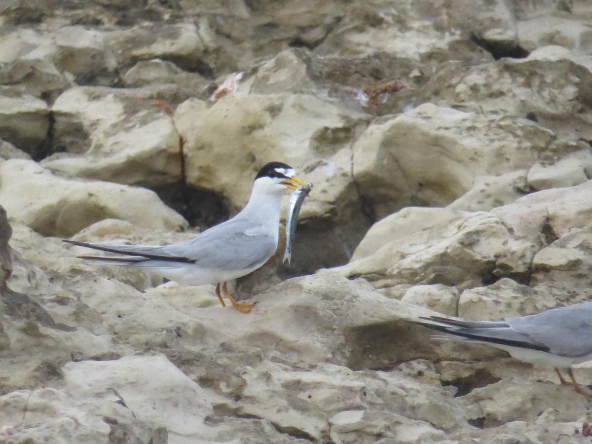 Least Tern - ML620137687