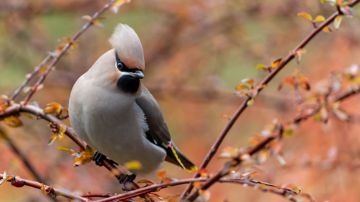 Bohemian Waxwing - ML620137694