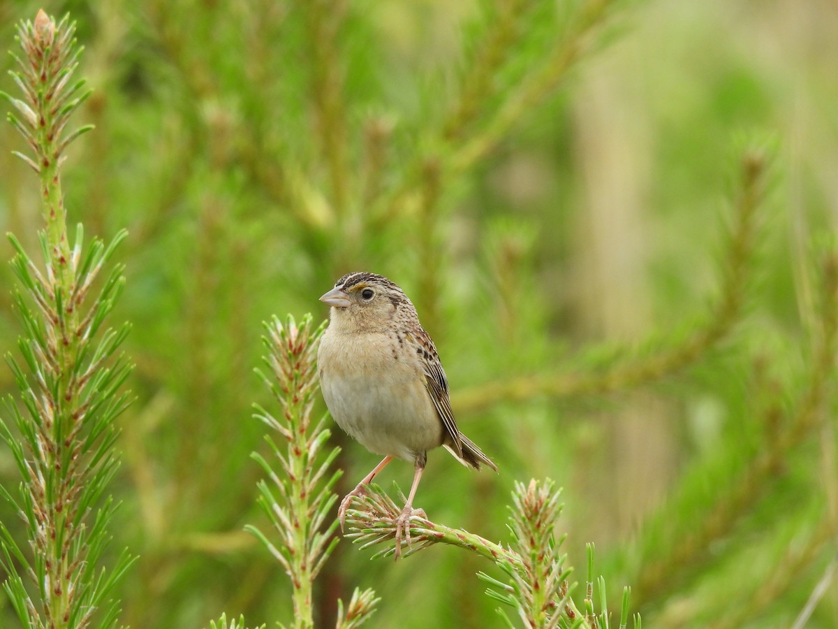 Grasshopper Sparrow - ML620137696