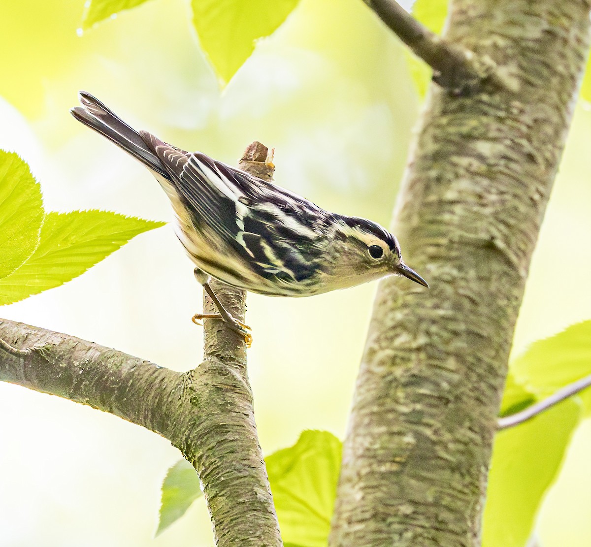 Black-and-white Warbler - ML620137700