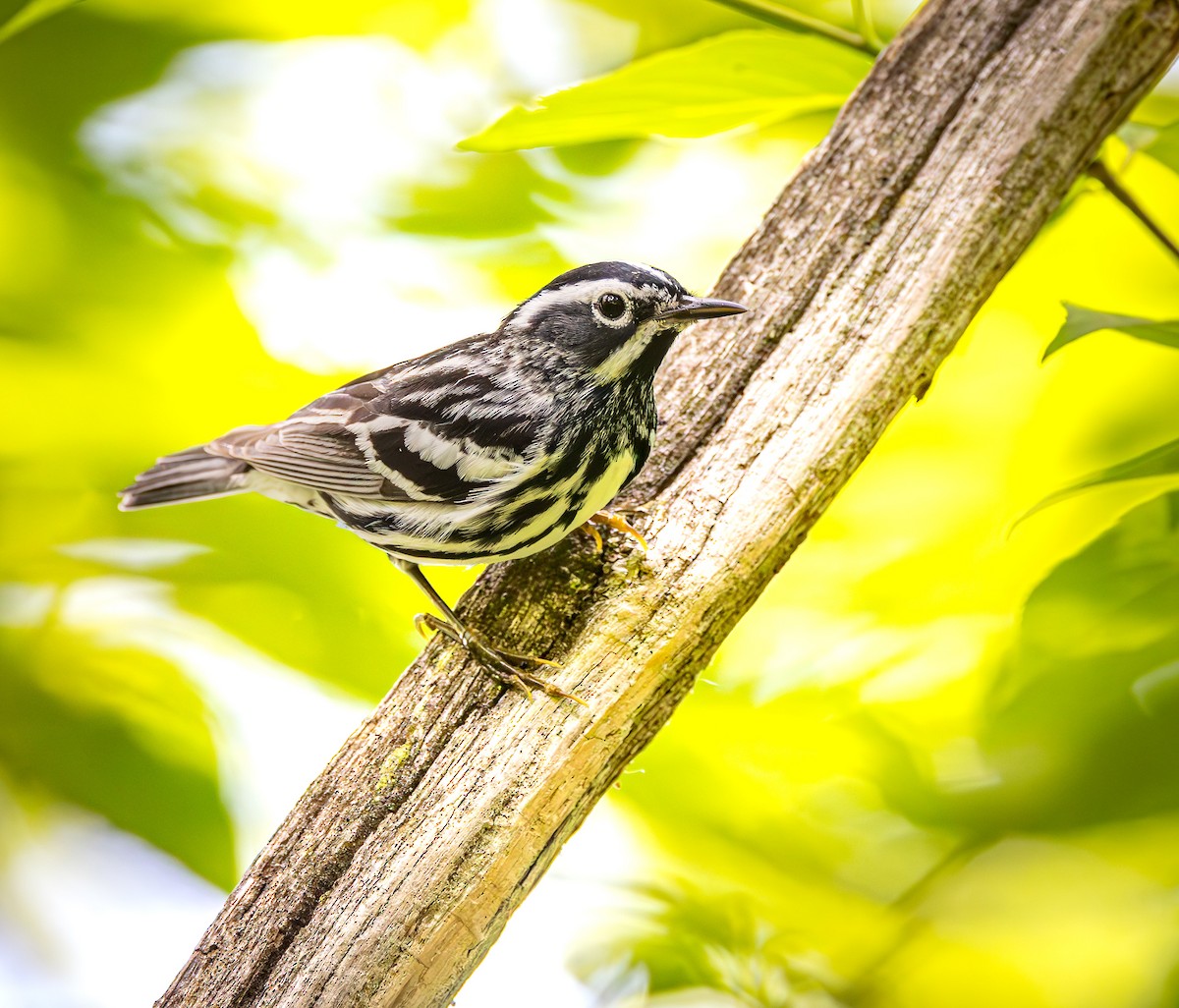 Black-and-white Warbler - ML620137701