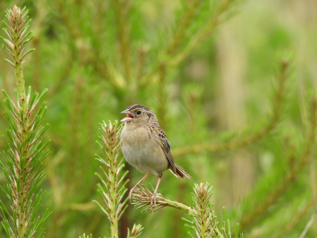 Grasshopper Sparrow - ML620137703