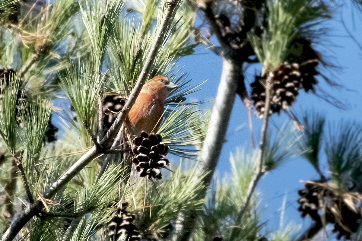 Red Crossbill - ML620137710