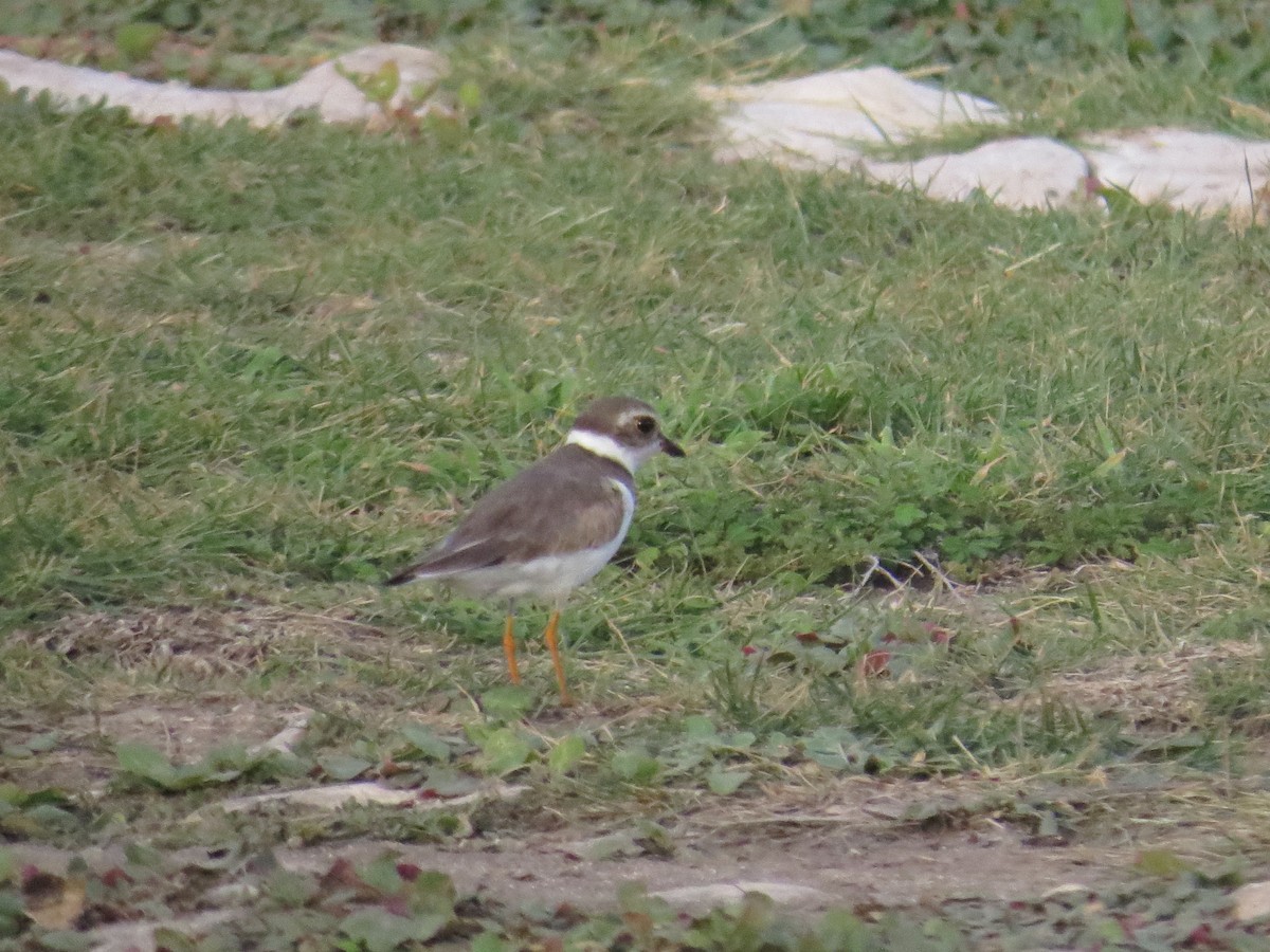 Semipalmated Plover - ML620137712