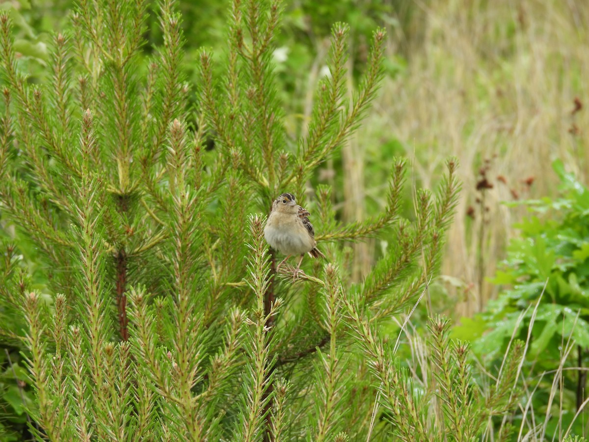 Grasshopper Sparrow - ML620137714