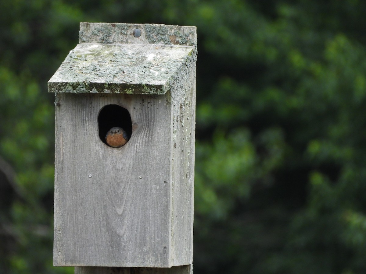 Eastern Bluebird - ML620137723