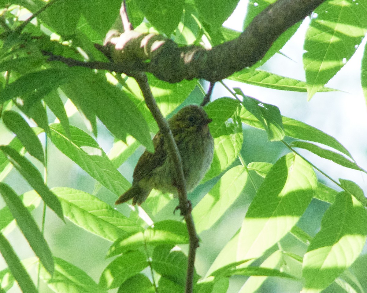 Song Sparrow - ML620137725