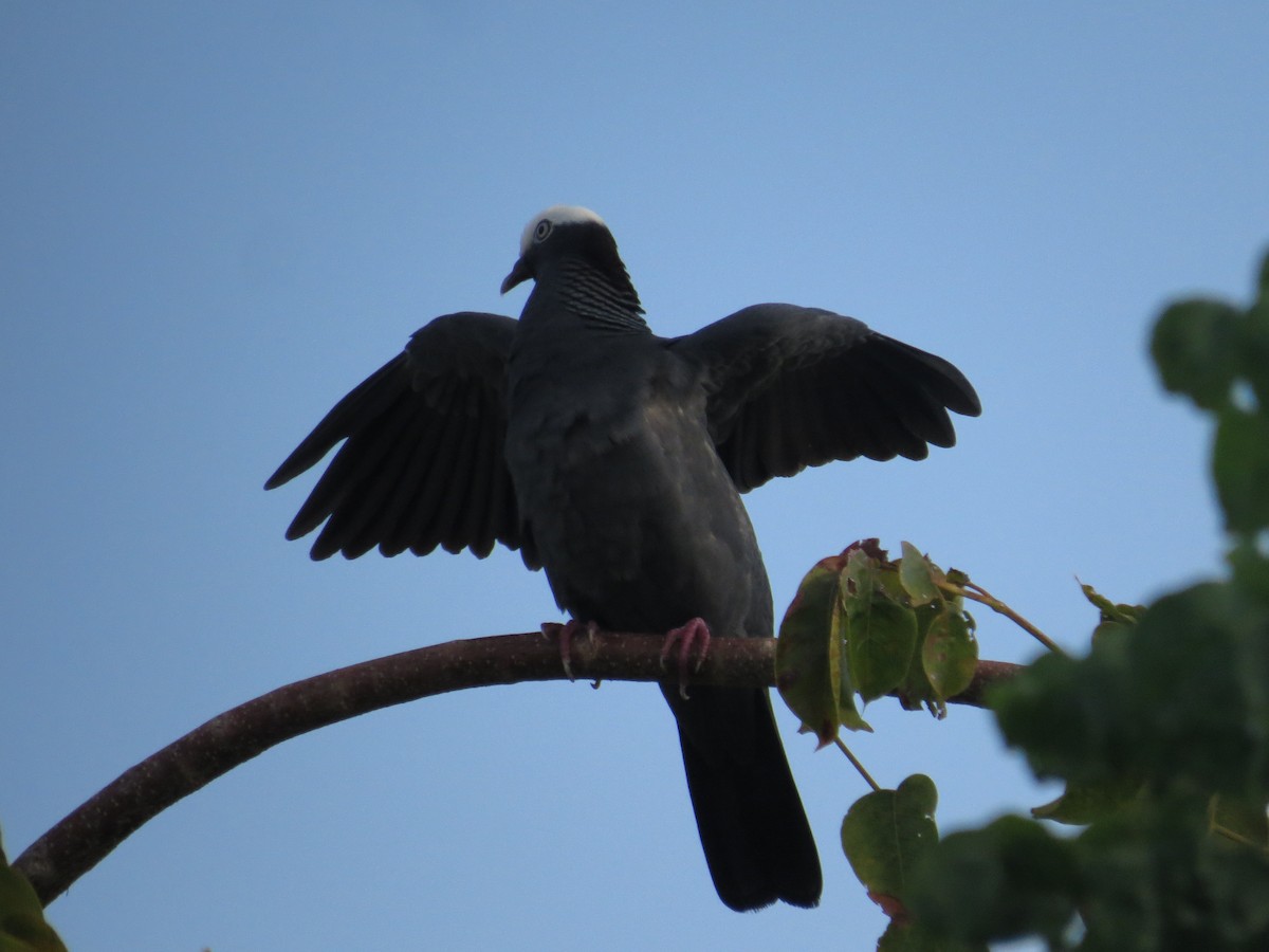 White-crowned Pigeon - ML620137729