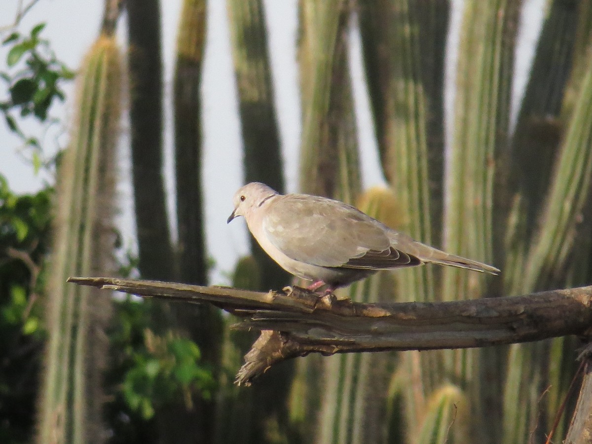 Eurasian Collared-Dove - ML620137734