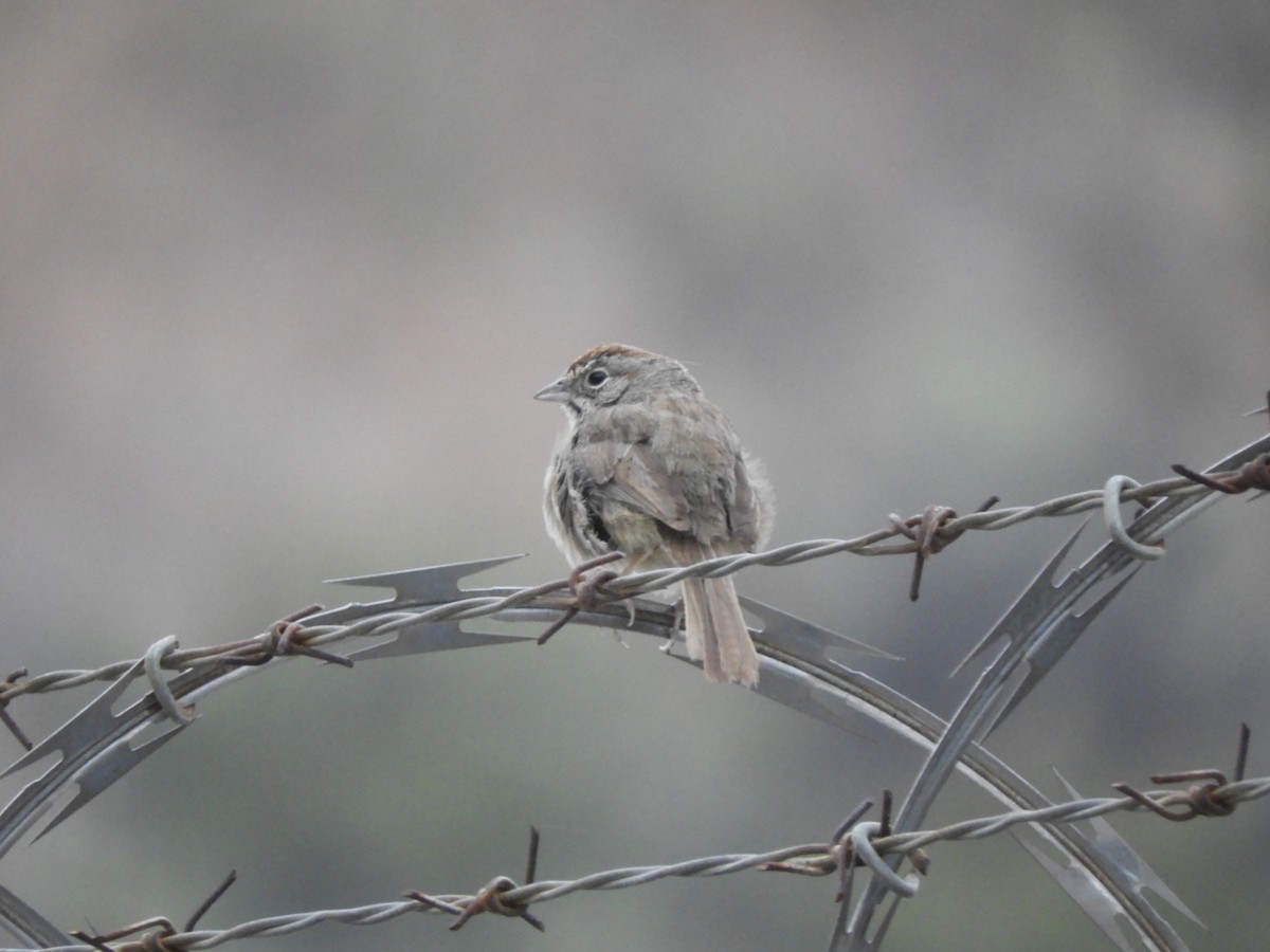 Rufous-crowned Sparrow - ML620137735