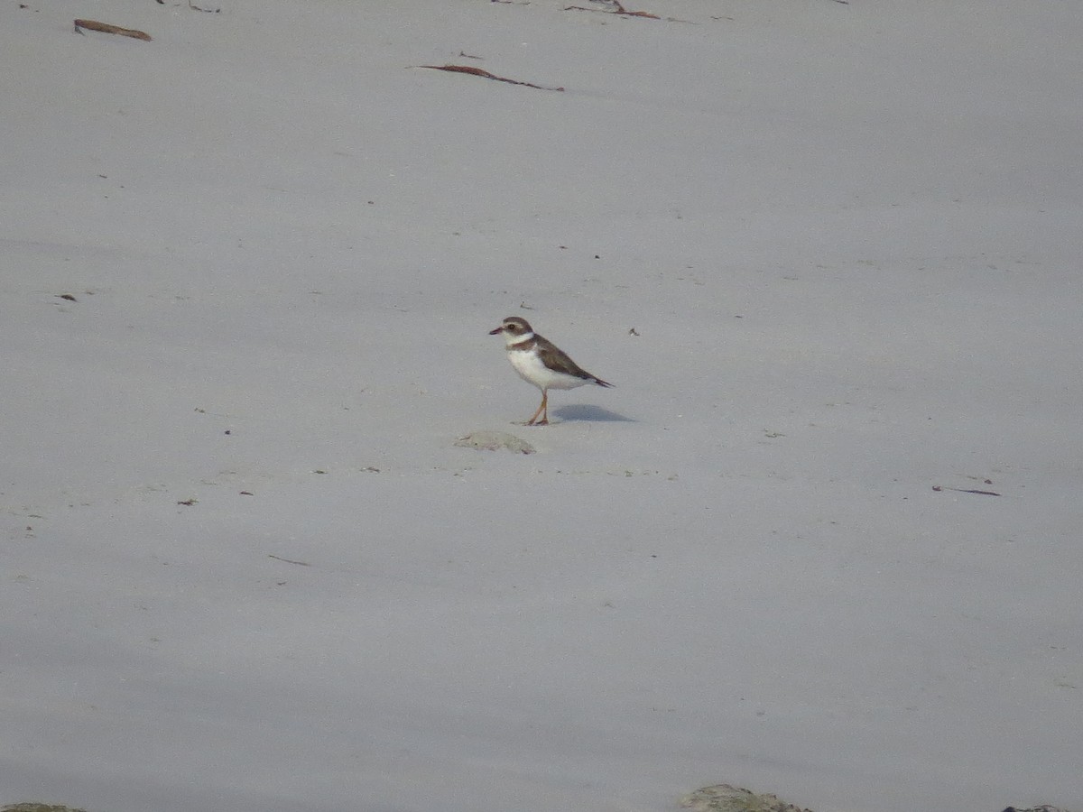 Semipalmated Plover - ML620137744