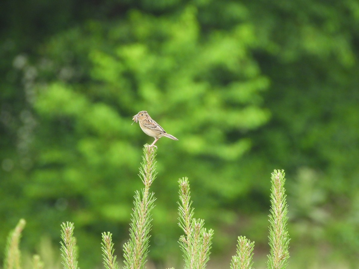 Grasshopper Sparrow - ML620137759