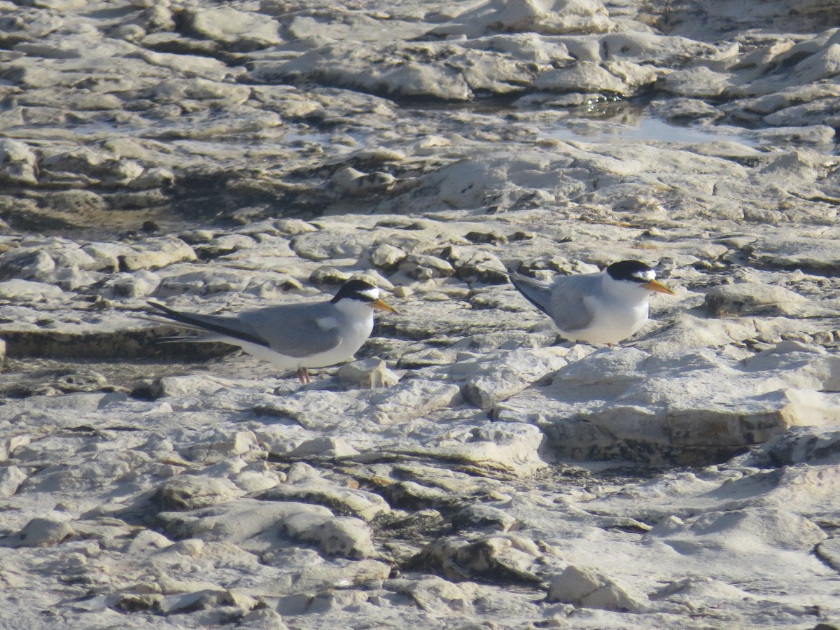 Least Tern - ML620137763