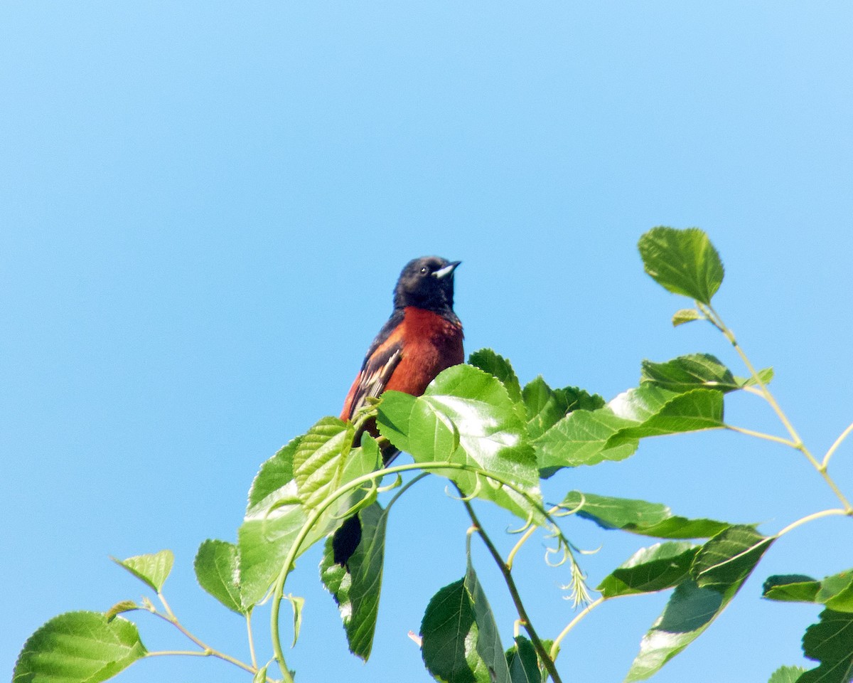Orchard Oriole - ML620137773